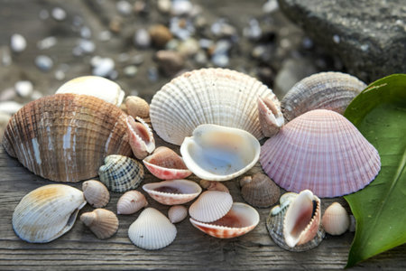 A photo of a variety of sea shells from a beach