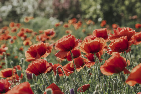 A photograph of vibrant, scarlet poppiesの写真素材