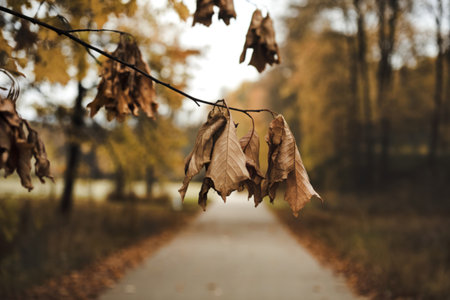 A serene autumnal scene with a focus on a branch with dried leavesの写真素材