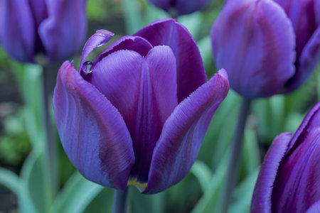 a single, vibrant purple tulip in full bloomの写真素材