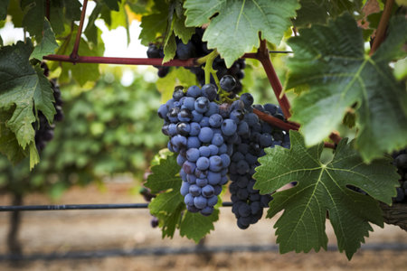A cluster of dark purple grapes hanging from a grapevine