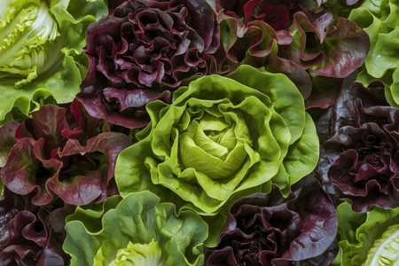 A photograph showcasing a vibrant assortment of mixed lettuce leavesの写真素材