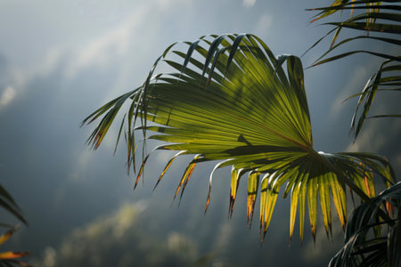 Close-up of vibrant green palm leaves catching the light, with a soft, hazy background suggesting a tropical rainforest.の写真素材