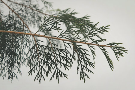 A detailed view of a single evergreen branch against a soft, neutral background, highlighting its intricate, fern-like leaves.の写真素材