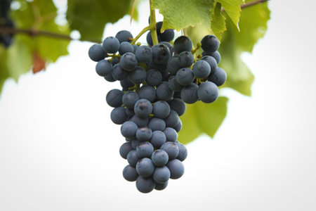 A photograph of a cluster of ripe, dark purple grapes