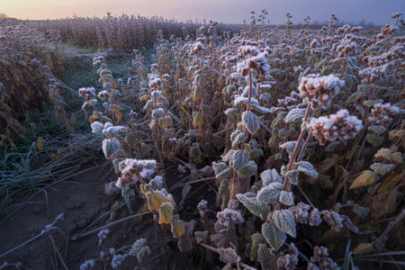 buckwheat field blanketed in frostの写真素材
