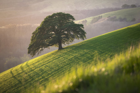 A photo of a serene landscape with a lone, sprawling tree