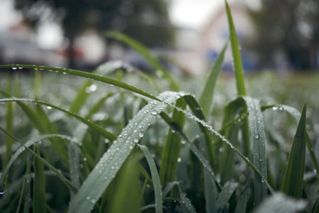 a close-up view of green grass blades wet from dew or morning rainの写真素材