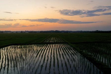 A photo of rice fieldsの写真素材