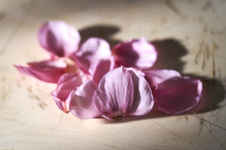 pink petals with a blurred focusの写真素材