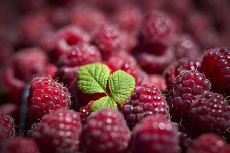 fresh, ripe raspberries filling the entire frame