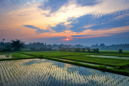 A high-quality photograph of expansive emerald green paddy fieldsの写真素材