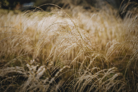 golden-hued grasses swaying in the breezeの写真素材
