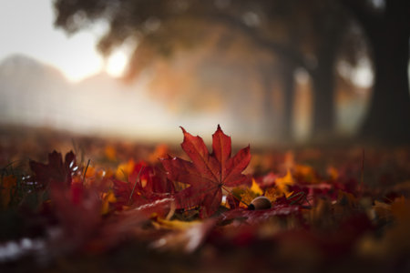 A serene, misty scene of fallen autumn maple leavesの写真素材
