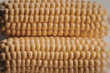 A high-resolution photograph of a single yellow corn cob