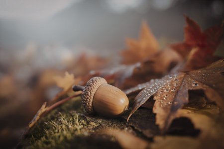 a weathered acorn resting on damp earth