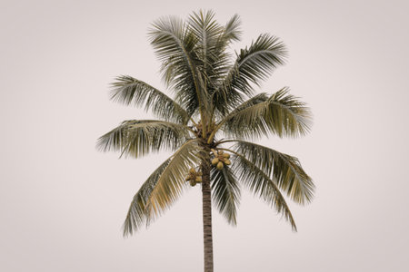 a tall coconut palm treeの写真素材