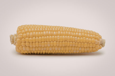A high-resolution photograph of a single yellow corn cobの写真素材