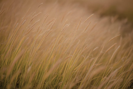 A photograph of towering golden wheat grassの写真素材