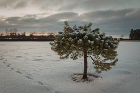 a small, beautiful pine tree in the snowの写真素材