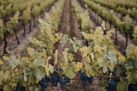 A photo of rows of vineyard grape vinesの写真素材