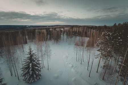 a snowy winter forest with white trees