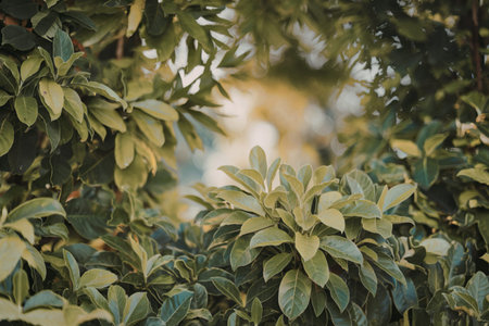 a lush green foliage with vibrant leaves