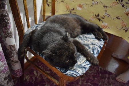 The black cat lies on the chair. Pet. The cat is at home.の写真素材
