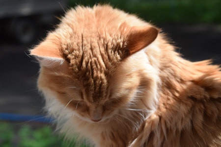 The muzzle of a ginger cat. Close-up. Pet. The cat is at home.の写真素材