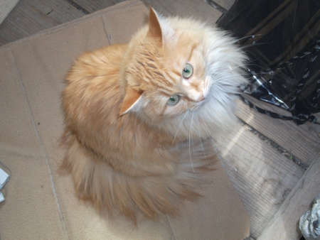 Ginger cat sits on the carpet. Pet. The cat is at home.の写真素材