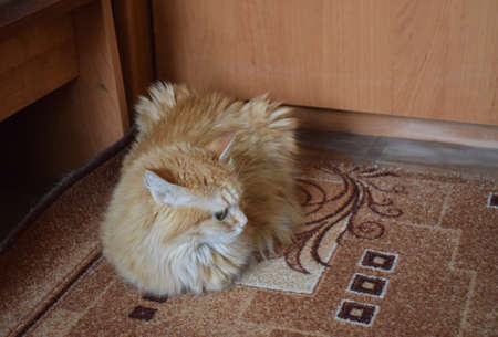 Ginger cat sits on the carpet. Pet. The cat is at home.の写真素材