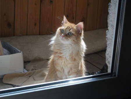 A ginger cat sits behind a glass. Close-up. Pet. The cat is at home.の写真素材