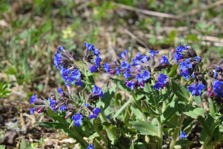 The lungwort is blooming. Purple flowers of lungwort. Flowers in the garden.の写真素材
