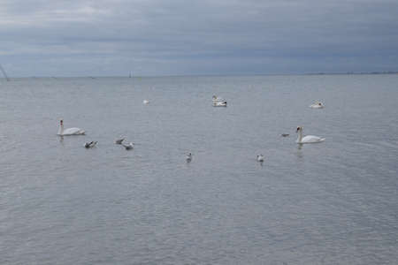 Swans and seagulls on the Black Sea. The photo was taken in the spring in the resort town of Anapa.の写真素材