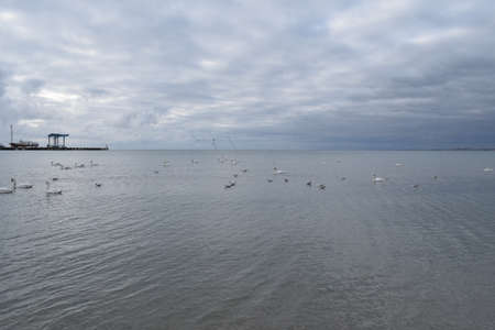 Swans and seagulls on the Black Sea. The photo was taken in the spring in the resort town of Anapa.の写真素材