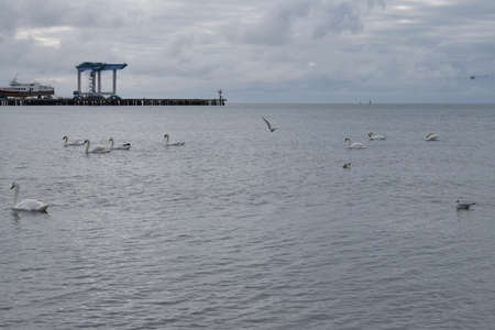 Swans and seagulls on the Black Sea. The photo was taken in the spring in the resort town of Anapa.の写真素材