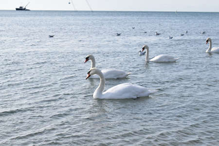 Swans on the Black Sea, pebble beach. Anapa resort town, summer.の写真素材
