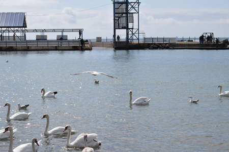 Swans on the Black Sea, pebble beach. Anapa resort town, summer.の写真素材