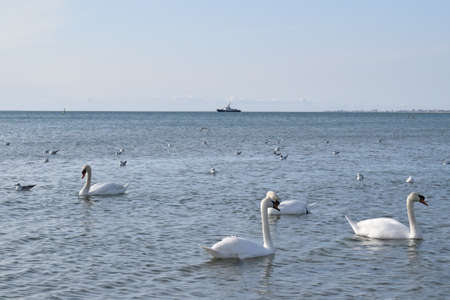 Swans on the Black Sea, pebble beach. Anapa resort town, summer.の写真素材