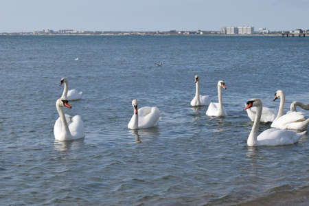 Swans on the Black Sea, pebble beach. Anapa resort town, summer.の写真素材