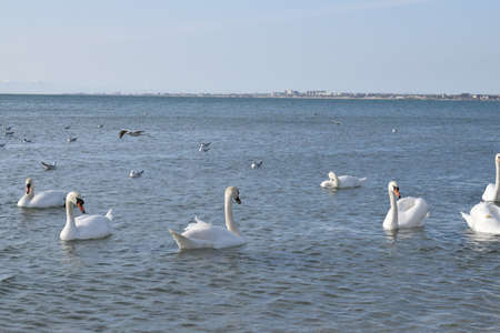 Swans on the Black Sea, pebble beach. Anapa resort town, summer.の写真素材
