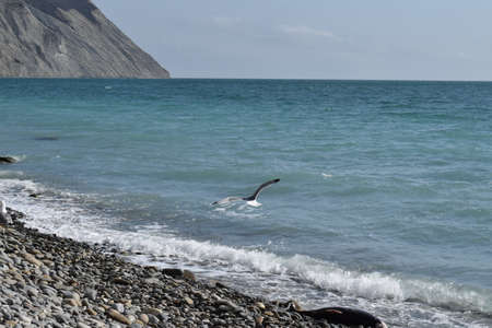 Types of the Black Sea. The outskirts of Anapa. Mountains and rocks, pebble beach, seagulls. Photo taken in spring.の写真素材