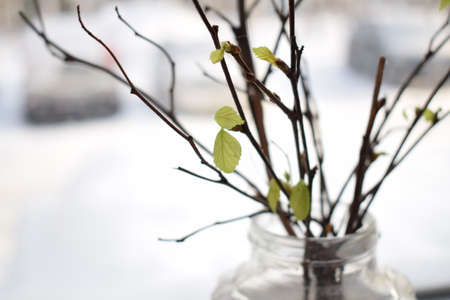 Willow branch in a glass on the windowsill.の写真素材