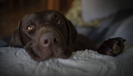 Dog laying down on the couchの写真素材