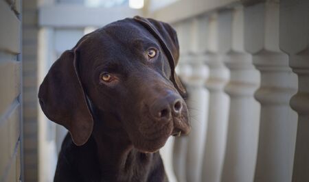 Brown Labrador Retriever looking at the camera with his head cocked to leftの写真素材