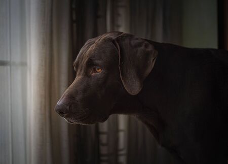 A dog looks through the window wanting to get outの写真素材