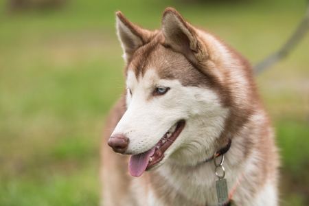 Young white-red husky in the Parkの写真素材