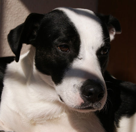 Black and white stray dog, with profile and light, taken in Veracruz, Mexico 2017の写真素材