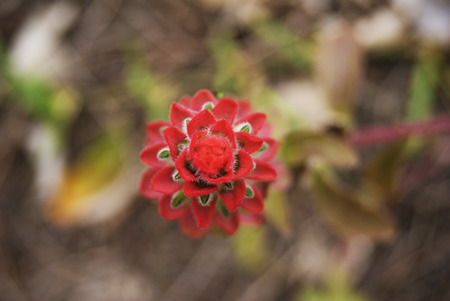 Small red flower, overhead view in Veracruz garden, Mexico 2017の写真素材