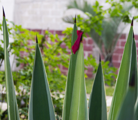 Red rose petal fallen on Mexican agave thorn, Veracruz Mexico 2017の写真素材
